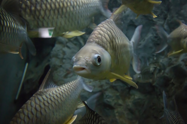 Peixes nadando no aquário da Tailândia