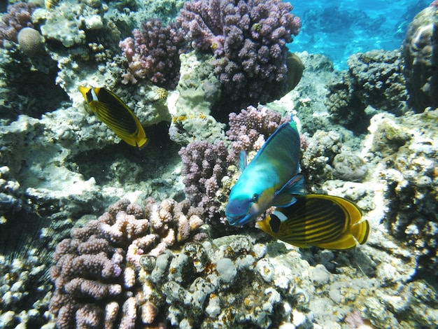 Peixes nadando perto de corais no mar