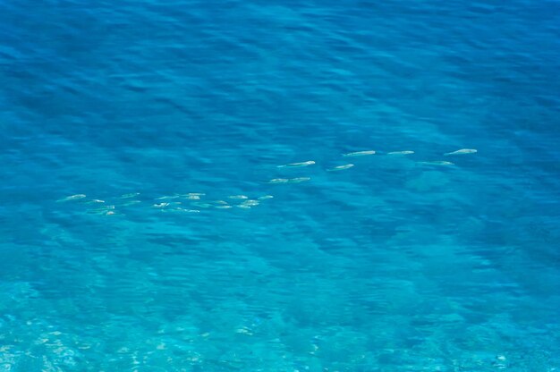 Peixes nadando sob a superfície azul da água corrente oceano ou fundo do mar