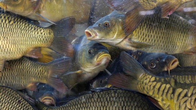 Peixes nas carpas do aquário no aquário