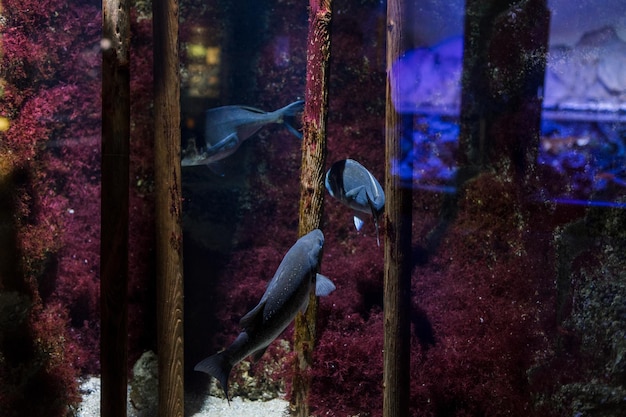 Foto peixes no aquário do oceanário em milão itália