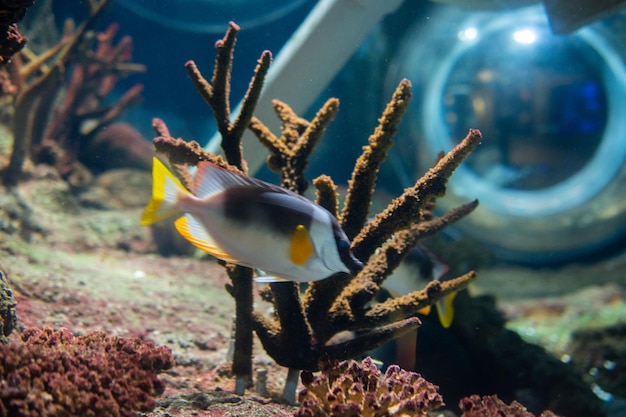 Peixes no aquário Peixes nadando no aquário