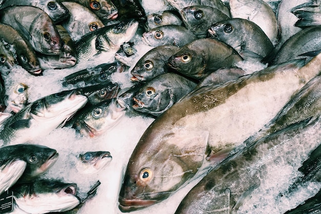 Peixes no gelo no mercado para venda