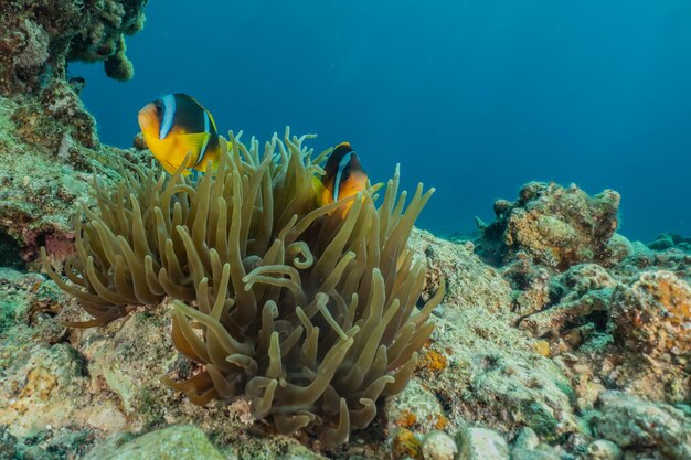 Foto peixes no mar