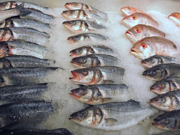 Foto peixes para venda no mercado