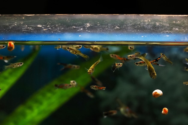 Foto peixes pequenos no aquário em água escura