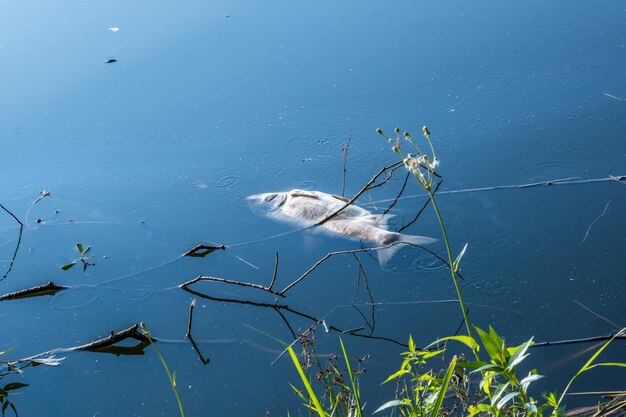 Peixes podres mortos na costa do desastre ecológico do lago poluído e pestilência de carpa prateada