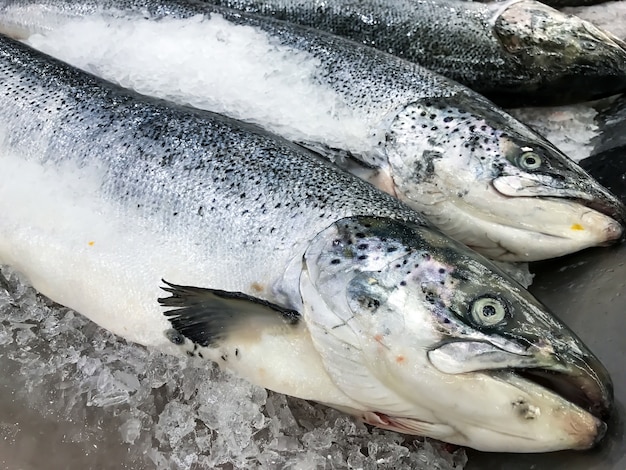 Peixes salmon frescos no gelo no mercado ou na loja.