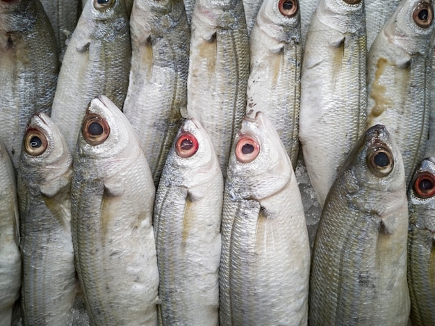 Peixes Saudáveis e Deliciosos