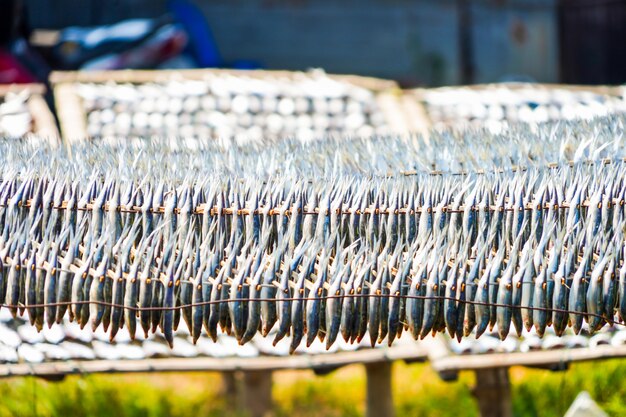 Peixes secados na fileira no sol na tarde.