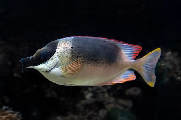 Peixes Siganus Magnificus close-up no aquário