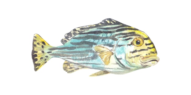 Peixes tropicais azuis esverdeados listrados isolados em um fundo branco Ilustração em aquarela de um mal-humorado