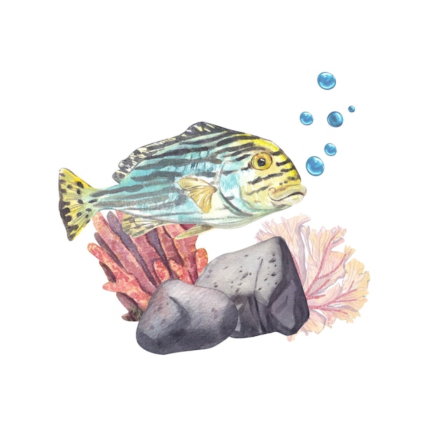 Peixes tropicais bonitos em um fundo de corais rosa com bolhas em uma ilustração de aquarela branca