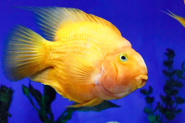 peixes tropicais brilhantes em um recife de coral, um grande bando de peixes nadando sob a água