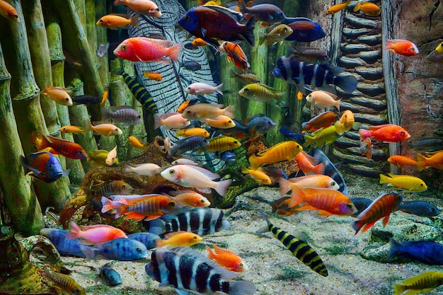 Peixes tropicais coloridos e vida marinha subaquática em um aquário