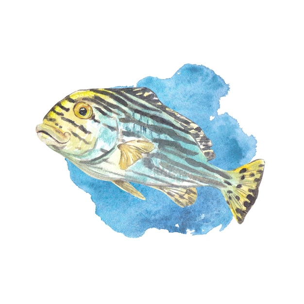 Peixes tropicais com listras escuras em um ponto azul aquarela isolado no branco Ilustração em aquarela