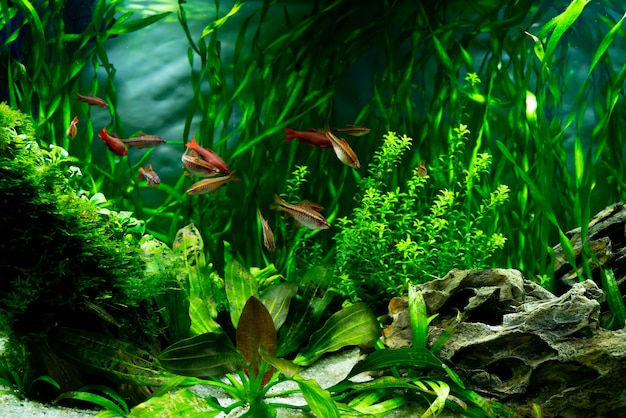 Peixes tropicais em um aquário de água doce. O mundo subaquático de plantas e peixes.