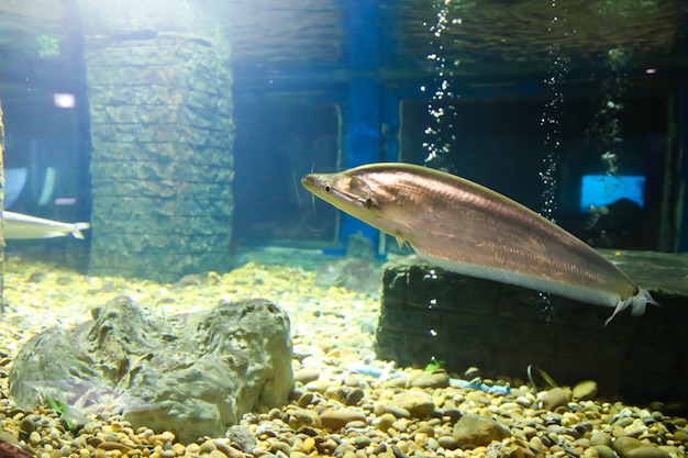 Peixes tropicais nadando em aquário