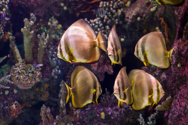 Peixes tropicais no aquário marinho