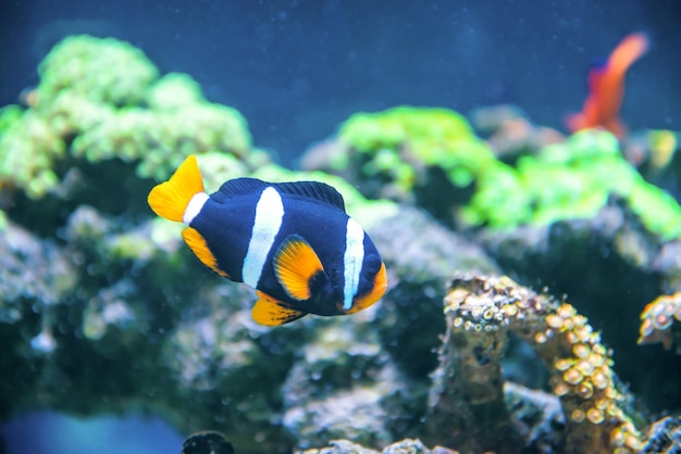 Peixes tropicais perto de recifes de corais como fundo de vida marinha subaquática da natureza