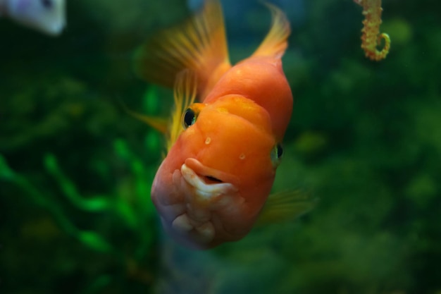 Peixes vermelhos no aquário de perto