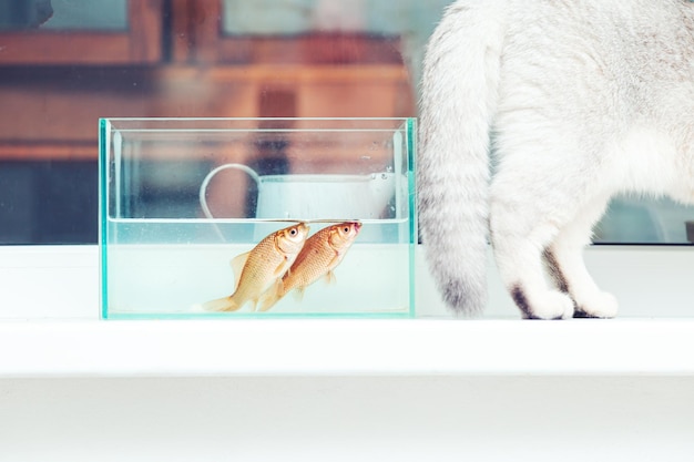 Peixinho dourado do aquário observando o gato britânico. Humor.