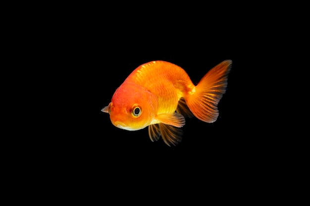 peixinho dourado isolado em fundo preto