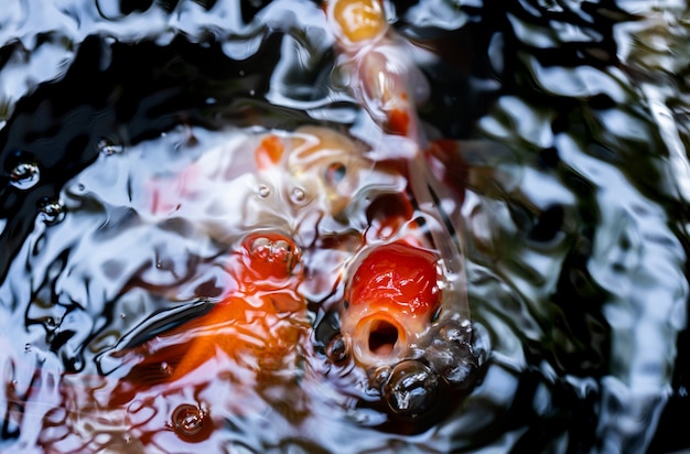 peixinho dourado isolado em um fundo preto escuro