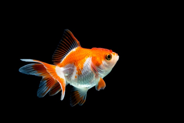 Peixinho isolado em preto escuro