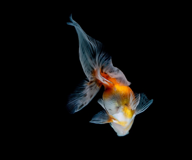 Peixinho isolado em um fundo preto escuro