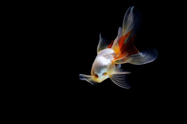 Peixinho isolado em um fundo preto escuro