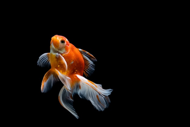 Peixinho isolado em um fundo preto escuro