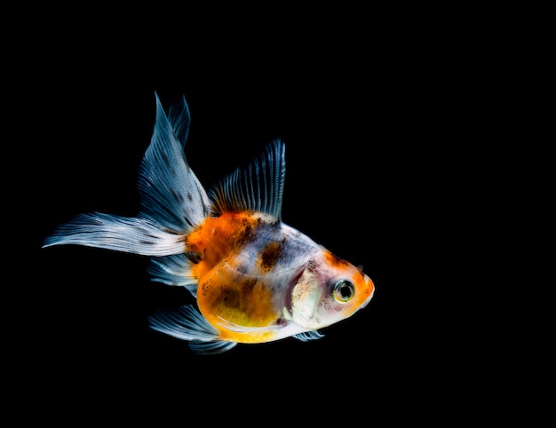 Peixinho isolado em um fundo preto escuro