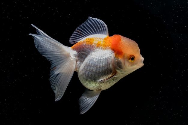 Foto peixinho na cena negra