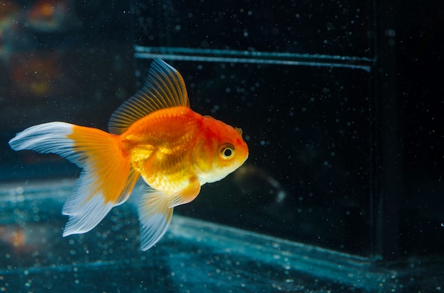 Peixinho natureza belo peixe contra o escuro