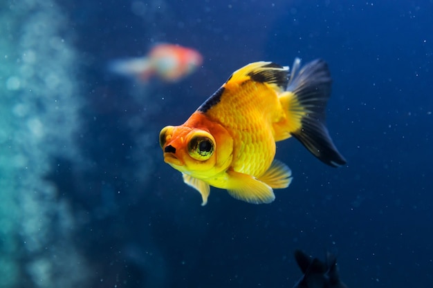 Peixinho no aquário com plantas verdes