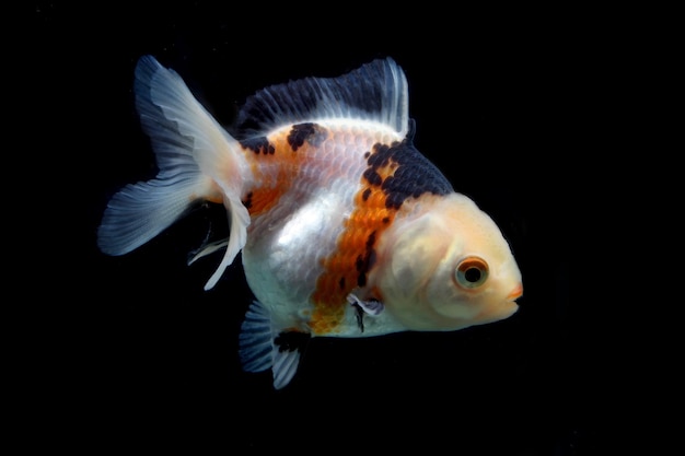 peixinho tricolor oranda extravagante em fundo preto