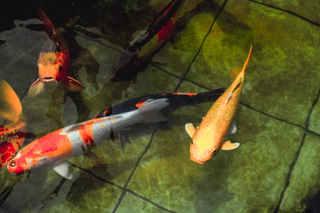 Peixinhos dourados nadam na piscina límpida