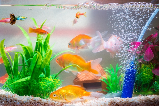 Peixinhos no tanque de peixes ou aquário, peixe dourado, peixe guppy e vermelho, carpa extravagante