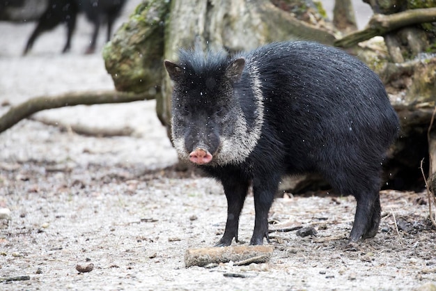 Pekari auf einer Lichtung in freier Wildbahn