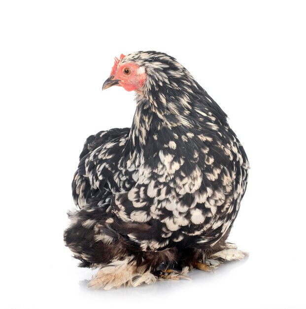 Pekin Bantam delante de un fondo blanco