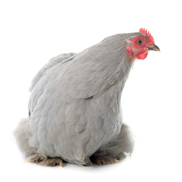 Pekin Huhn