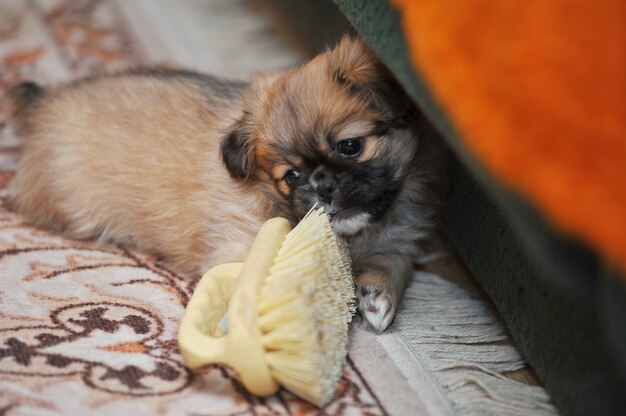 Pekingese cachorro correndo em casa