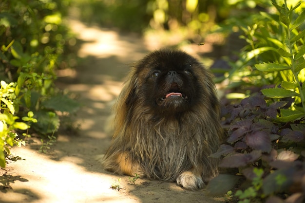 Foto pekingese fofinho está descansando entre as camas cão doméstico na rua