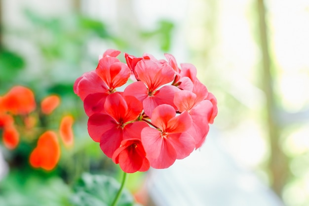 Pelargonienrot Nahaufnahme.