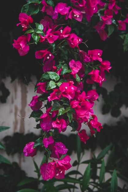 Foto pelargonio en flor en la naturaleza cataluña españa