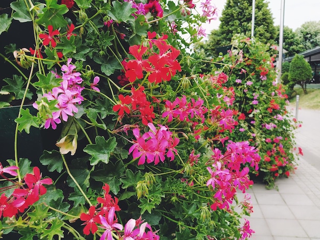 Pelargonio de geranio de hiedra roja y rosa floreciente en el diseño vertical de paisajismo de calles y parques Hermosas flores grandes de geranio de pelargonio y hojas verdes Floricultura y horticultura