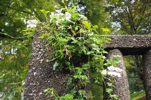 Pelargonium de geranio de hiedra blanca floreciente en el diseño vertical del paisajismo de calles y parques