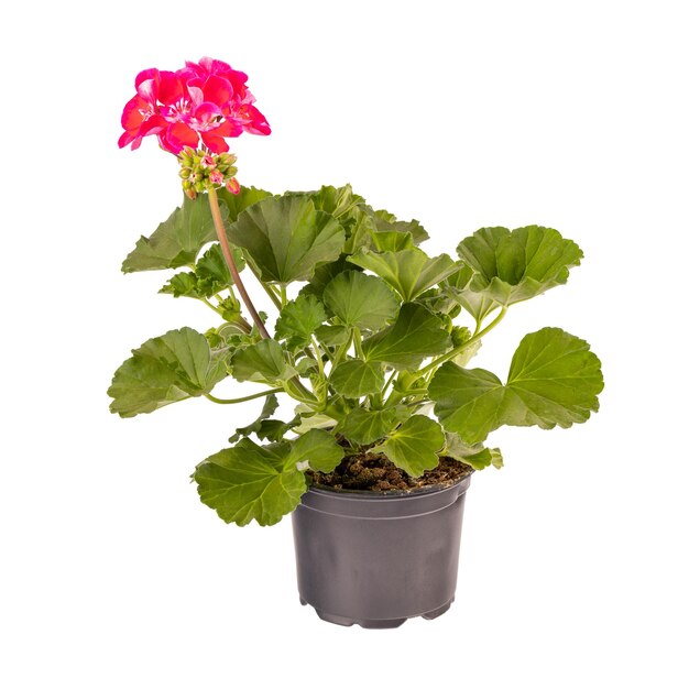 Pelargonium magenta bonito