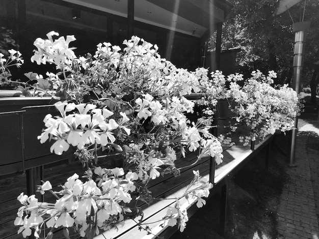 Pelargonium-Pflanzen in der Familie Geraniumaceae Weißer Efeu Geranium Blumenkasten Dekoration von Balkonen